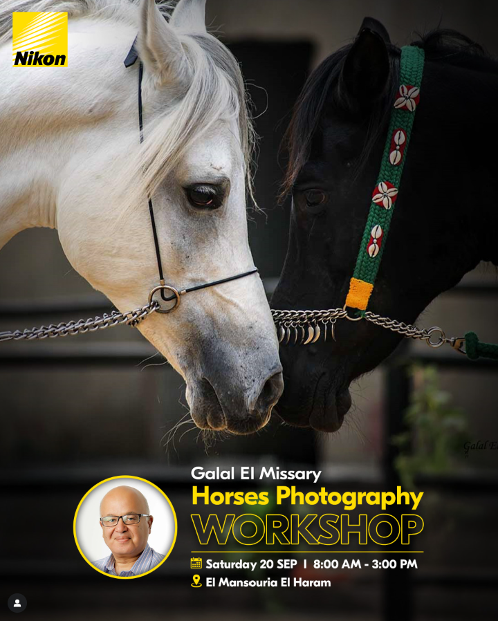 Horses Photography Workshop with Galal El Missary