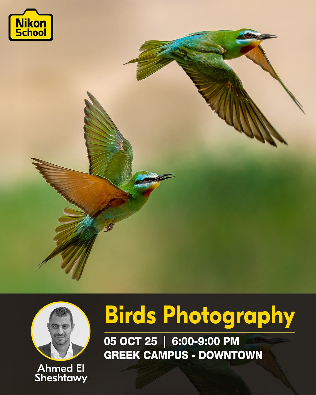 Birds Photography Trip to Aswan with Ahmed el Sheshtawy