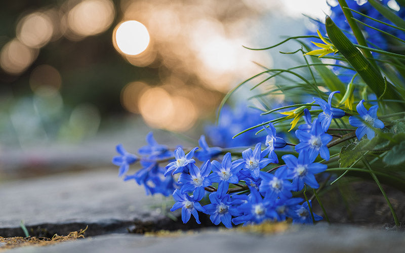 The beauty of bokeh.