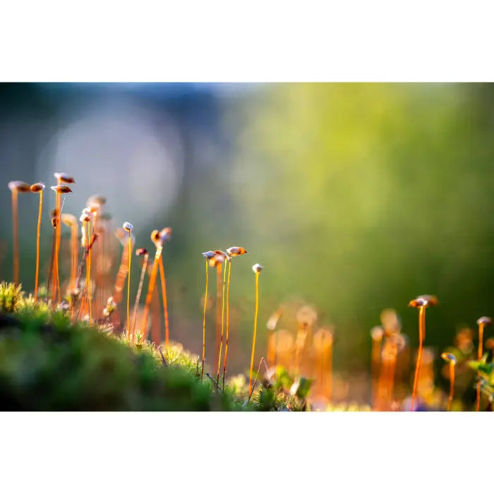 Nikkor Z 135mm Plena -x5