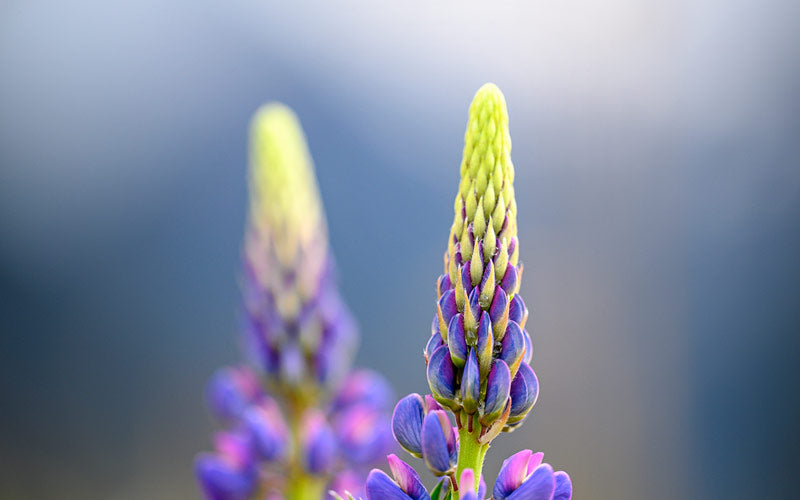 Blurred so beautifully.