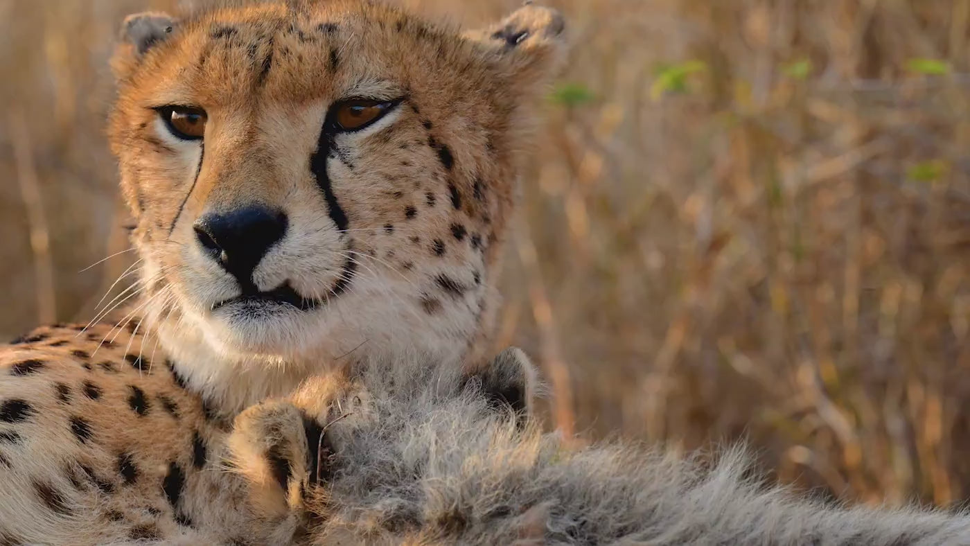 Load video: https://youtu.be/PD7qed2X234